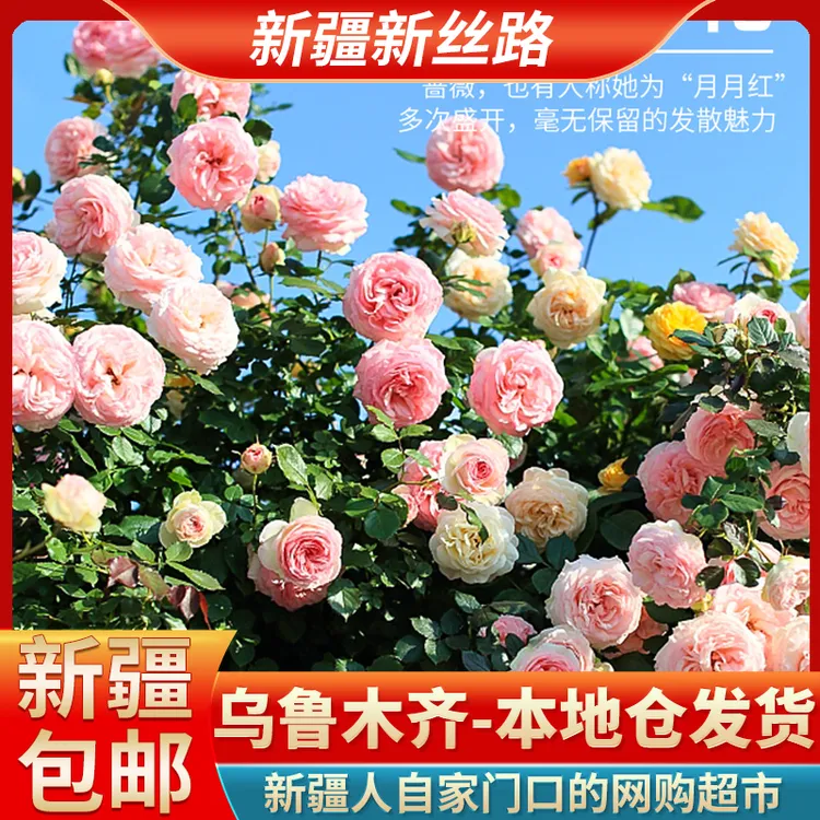 【新疆包邮】混色月季花种子蔷薇花好养易活多色花园绿植四季清新剂