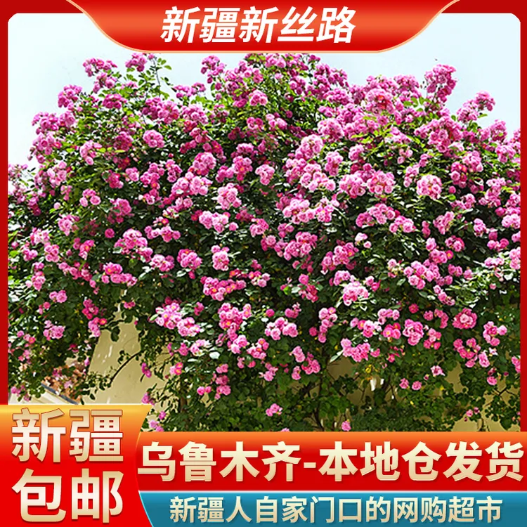 【新疆包邮】混色月季花种子阳台蔷薇庭院盆栽好养好种清新剂