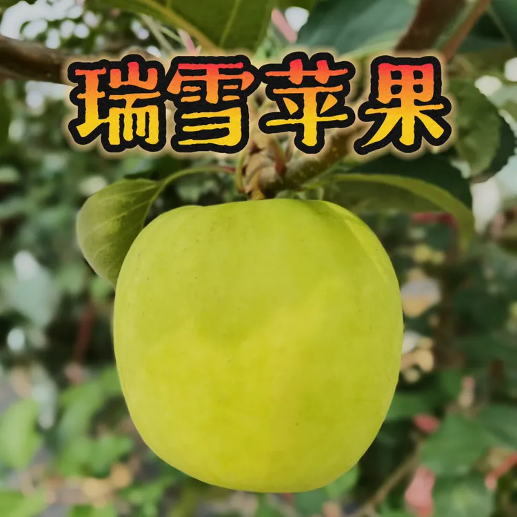 瑞雪苹果5斤新鲜水果陕西渭南白水特产顺丰包邮