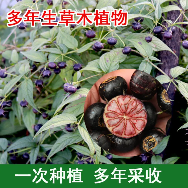 新品红果参树苗蜘蛛果算盘果苗长叶轮钟草山荸荠苗带杯带土