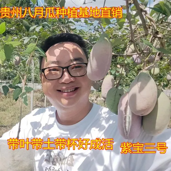 八月瓜苗紫宝三号八月瓜树苗八月炸果苗