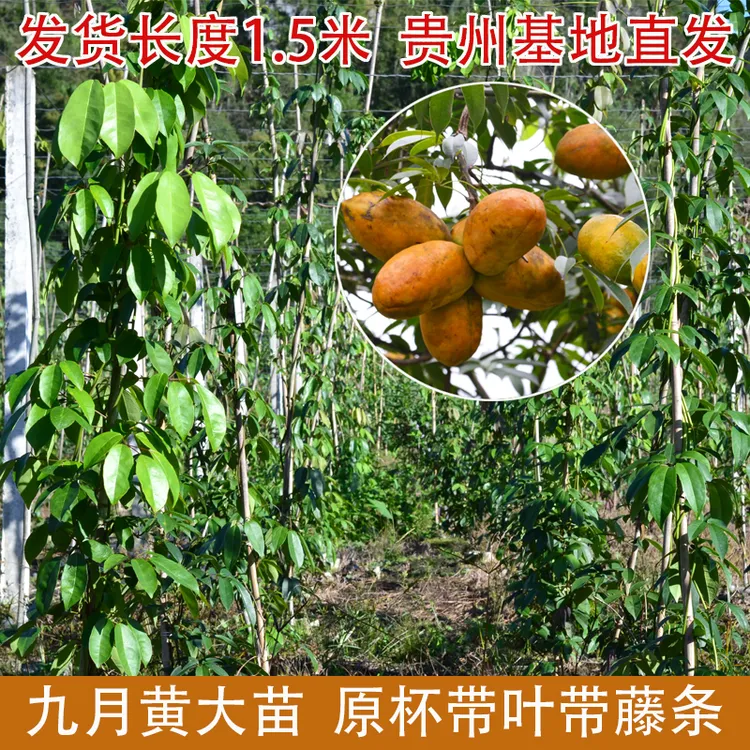 九月黄大苗 带无纺布土杯 原杯原土带叶子带藤 高150cm