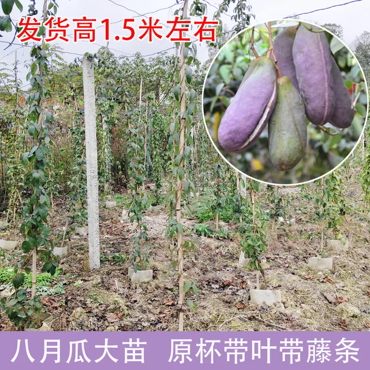 少籽八月瓜大苗嫁接苗带土杯带叶带藤条发货 高150cm左右明年结果