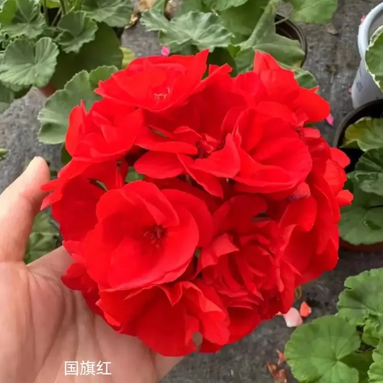 中国红130杯直立大花球子天竺葵爆花