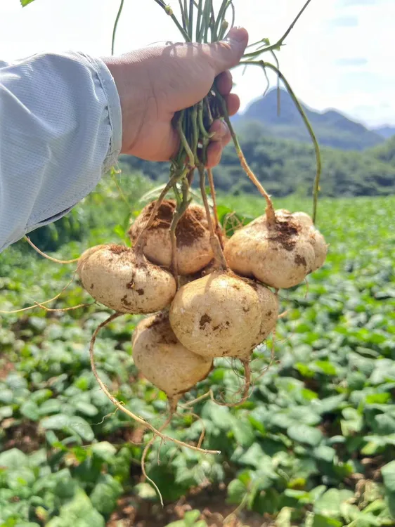 贵州高山黄沙土地萝卜地瓜大中小果混装