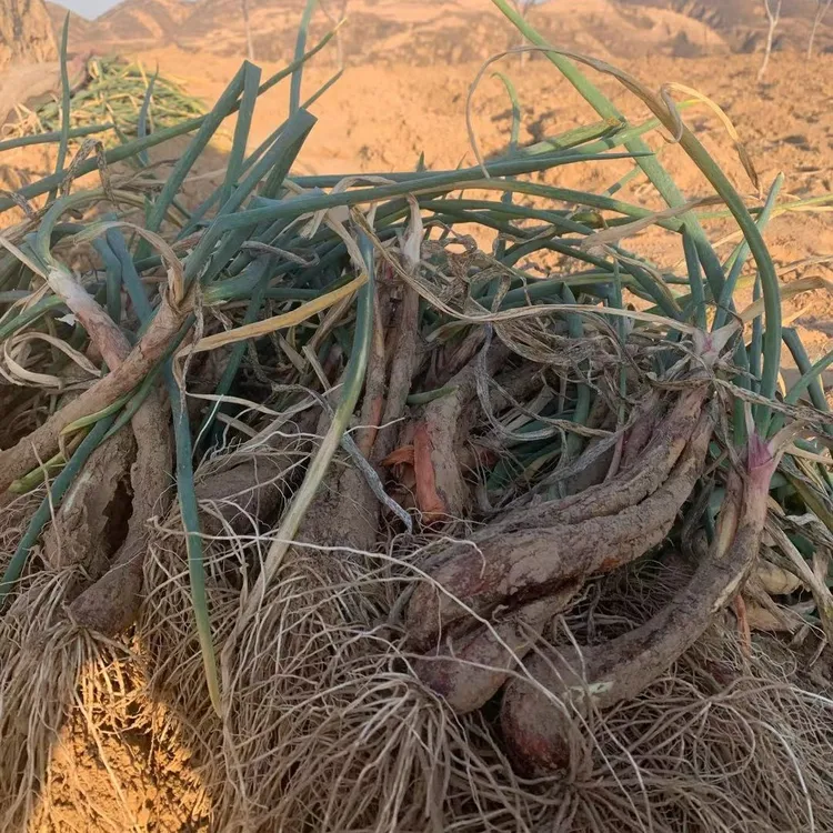 【陕北土疙瘩农副产品】新  红葱（5斤/10斤）