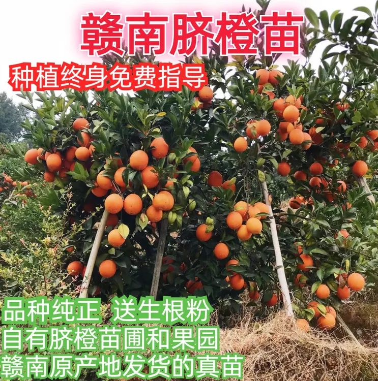 正宗江西赣南脐橙苗血橙苗赣州原产地嫁接苗脐橙树苗红肉橙子苗