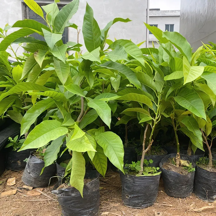 白兰花盆栽白玉兰树苗四季开花浓香黄角兰四开花浓香型绿植庭院