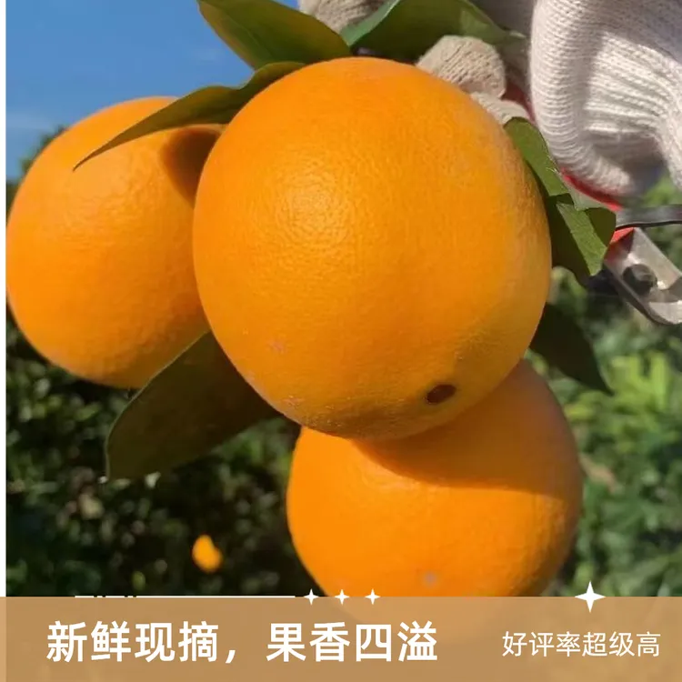 正宗脐橙纽荷尔脐橙新鲜水果产地直发手剥果冻甜橙子