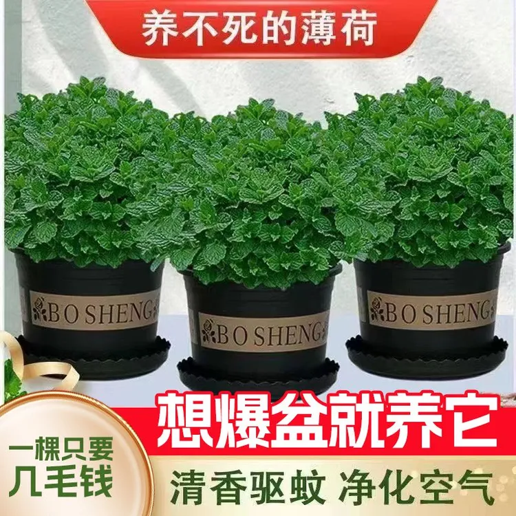 薄荷盆栽可食用新鲜四季常青好养易活室内薄荷叶苗阳台驱蚊植物