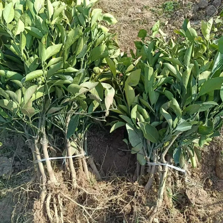 麻阳无籽冰糖橙脐橙果树柑桔甜橙南方种植当年结果净含量1234斤