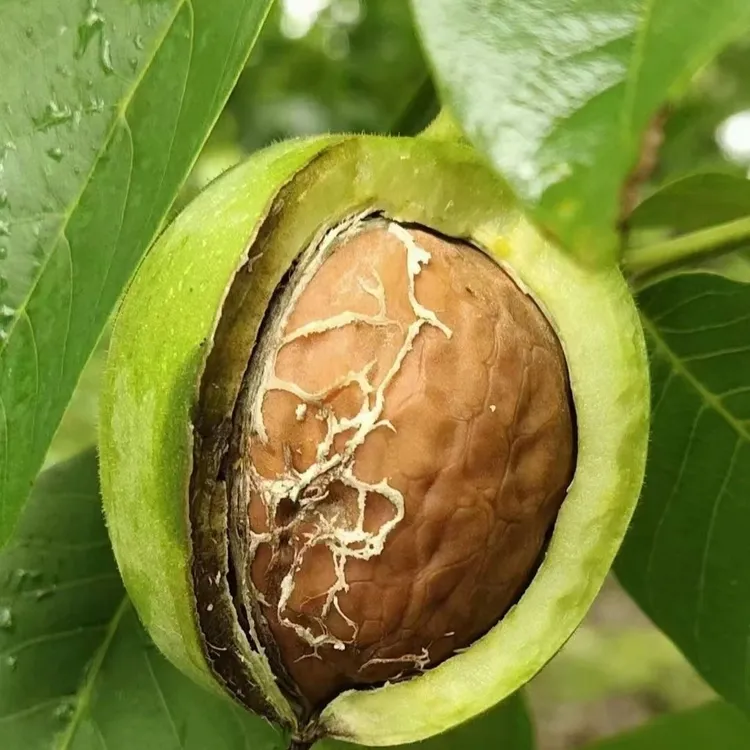 【带青皮】25年云南新鲜带青皮湿核桃现货鲜嫩核桃生核桃净重孕妇