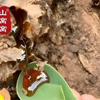 云南野生土酸蜜原始森林地下酸蜂蜜无刺蜂土酸蜜500g