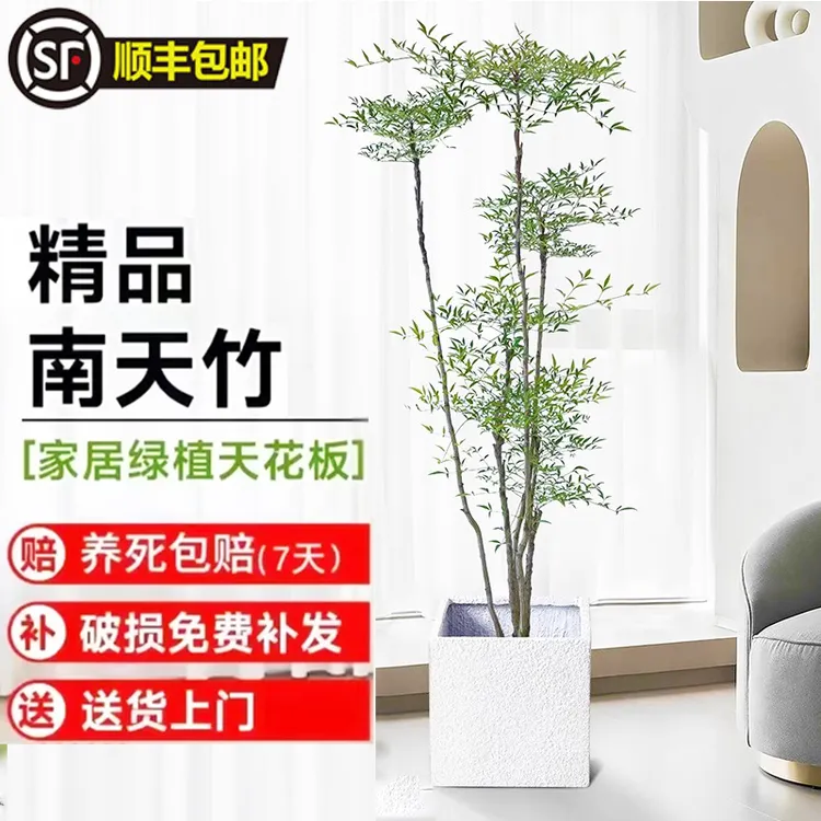 南天竹盆栽室内外绿植【一棵4-5分支，带绿色加仑盆发货】
