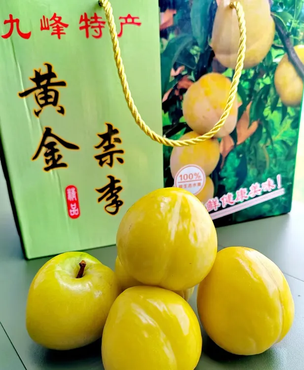 【顺丰包邮】乐昌九峰正宗黄金奈李  爽脆清甜