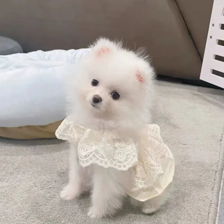 宠物狗狗猫咪衣服春秋款浅燕麦色雪纺蕾丝裙韩国马尔济斯小型犬装