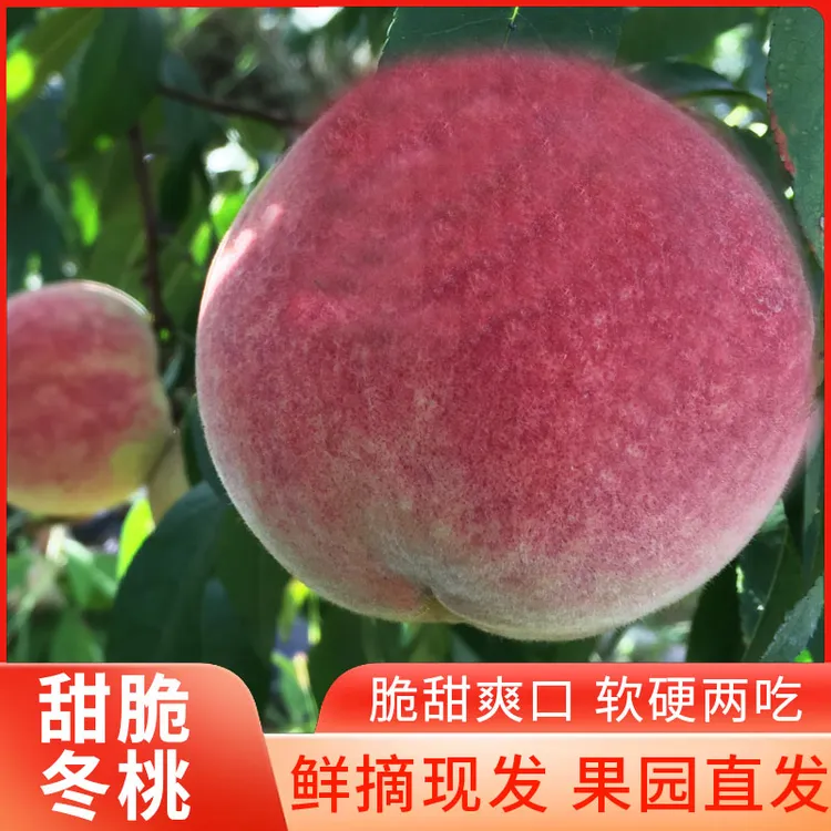 云南楚雄禄丰石门冬桃基地现采现发包邮1斤3斤5斤8斤送包装礼盒sw