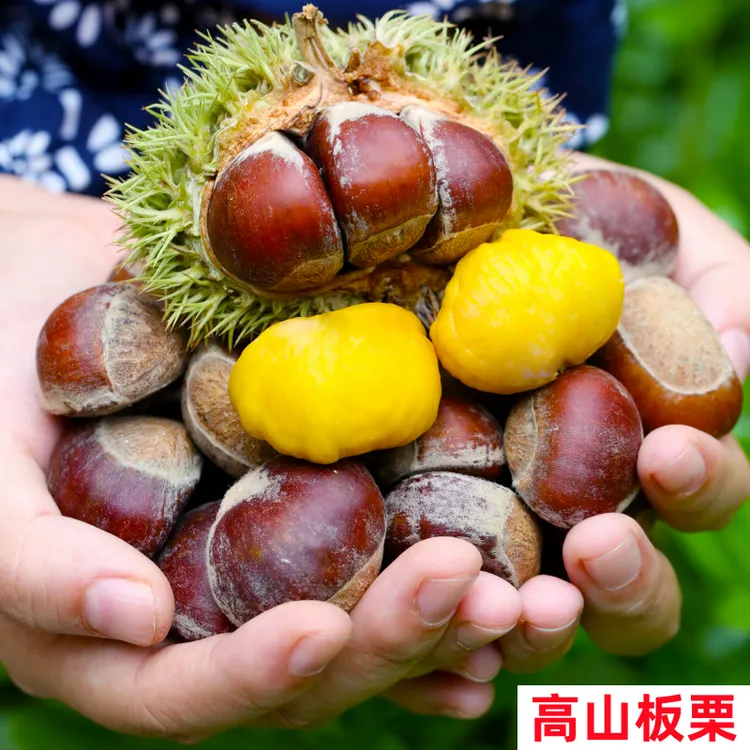 正宗高山板栗现摘现发香糯甜新鲜当季望谟板栗