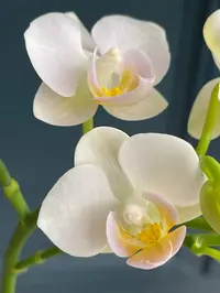 蝴蝶兰[勃艮第]昆明直发