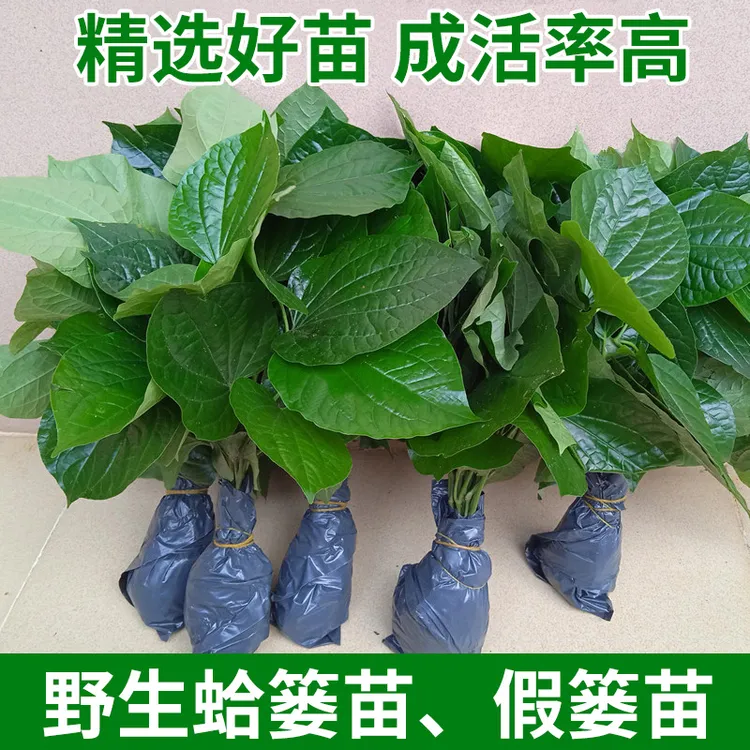 蛤蒌苗 蛤蒌叶 假蒌叶苗 现挖假蒟菜苗 现摘急捞叶假娄菜青蒌叶