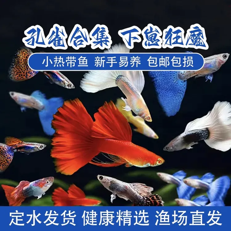 孔雀鱼活鱼孕母临产鱼苗观赏鱼好养耐活精品纯种热带鱼观赏鱼小型