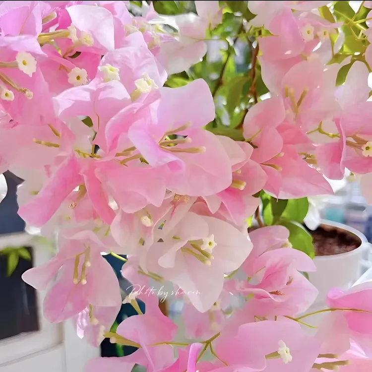 【广红樱】勤花三角梅爬藤植物盆栽带花盆客厅庭院四季开花新款包邮