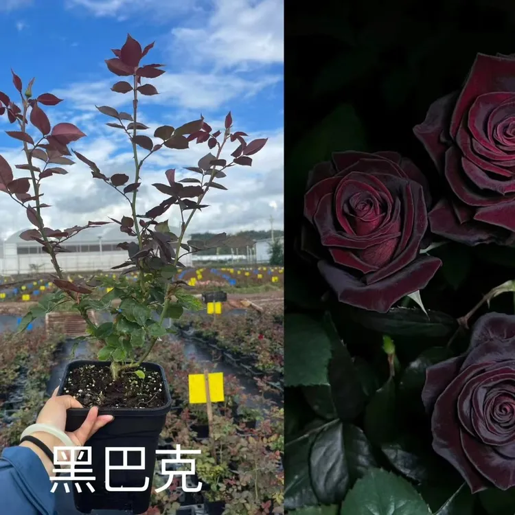 黑巴克月季【带盆大苗发货】黑色玫瑰花根接一加仑云南基地直发包邮