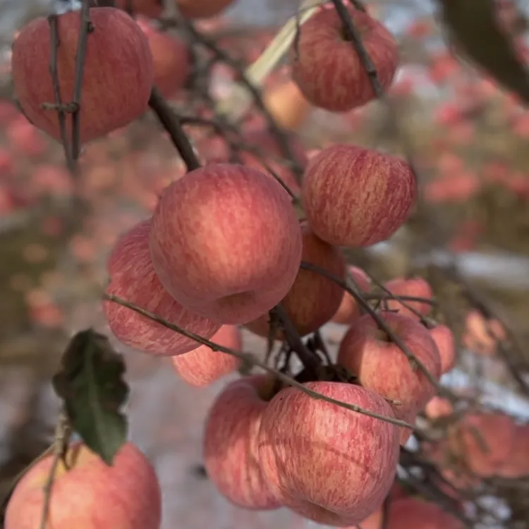 【送礼甄选】苹果新鲜水果礼盒装陕西红富士冰糖心苹果脆甜多汁顺丰