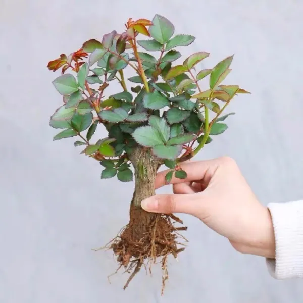 玫瑰花苗2-3年老桩月季嫁接老根四季开花阳台盆栽室内花易活裸根