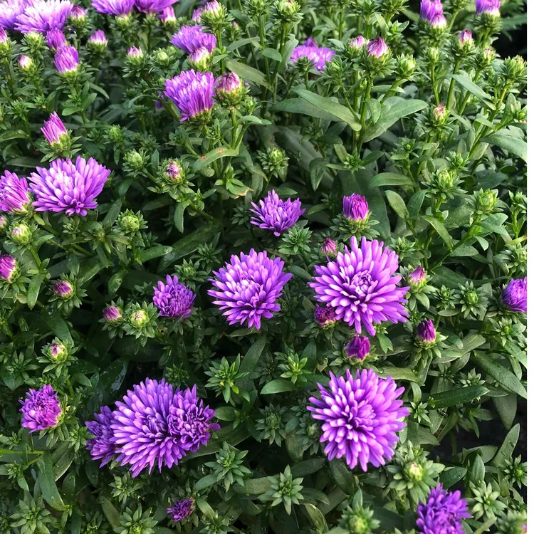 荷兰菊盆栽翠菊紫菀多年生耐寒植物阳台庭院花园地栽好养易爆盆