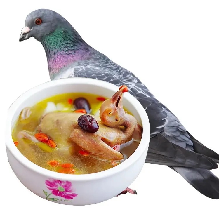 【坏单包赔】河南农家散养生鲜三年以上老鸽子