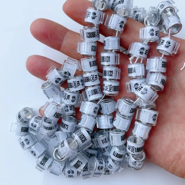 2025荷兰小翅膀圆环种鸽