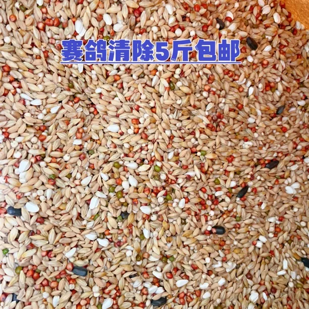 鸽子赛鸽清除鸽粮