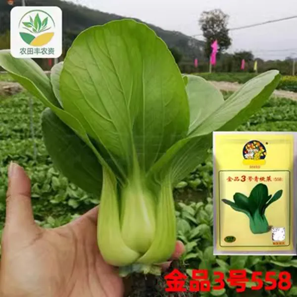 金品3号558青菜种子原装400克青梗菜蔬菜种子高产耐储运耐热抗病