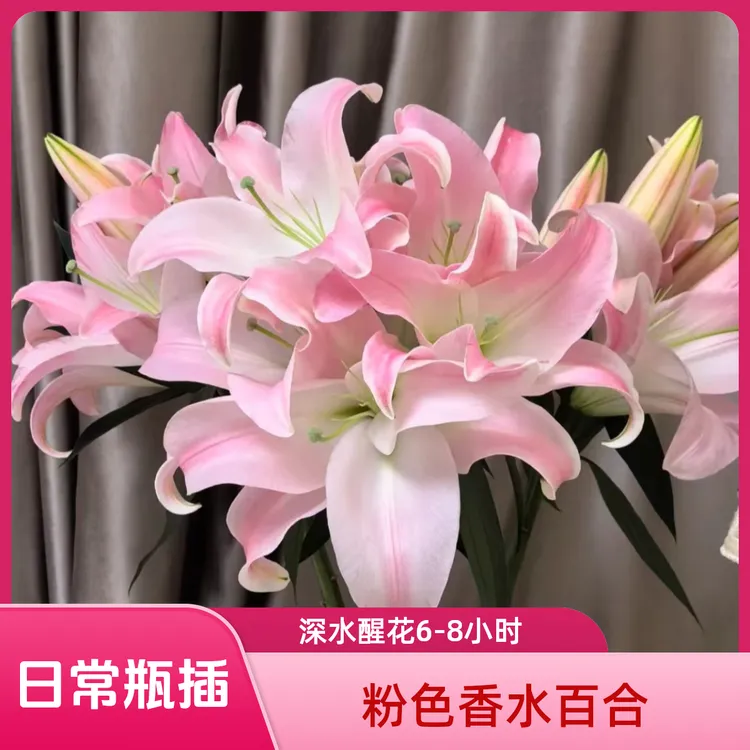【圆舞曲/星光】粉色香水百合东北鲜花基地直发居家门店鲜花花束