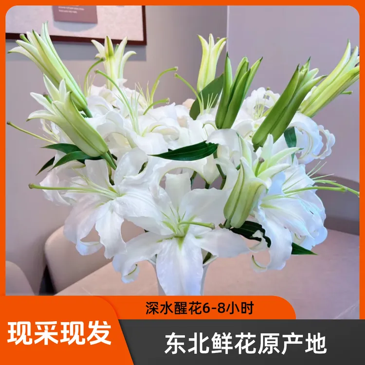 （西伯利亚）白色清香细尖花苞型百合鲜花东北基地直发顺丰包邮居家