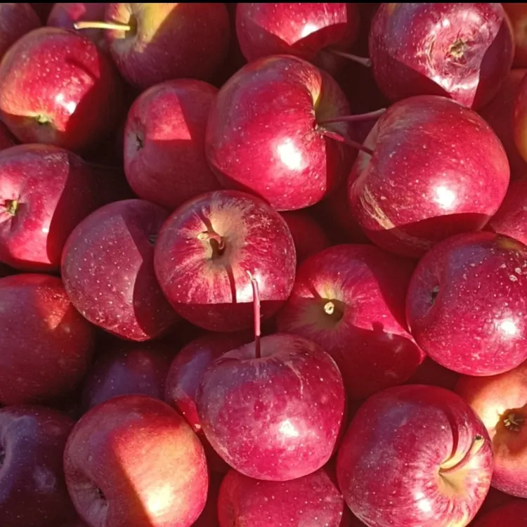 龙丰大秋果5斤包邮