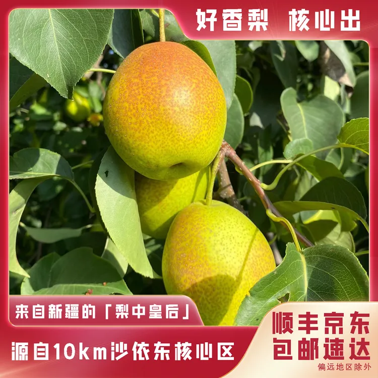 正宗库尔勒香梨非冷藏存货香甜多汁新鲜新果细腻无渣ZG