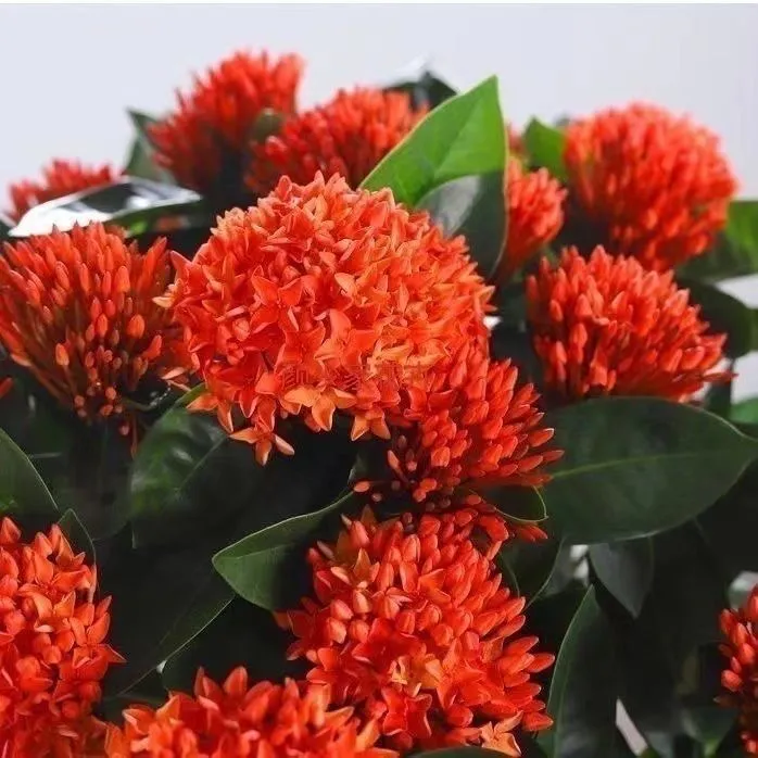 【带花苞】龙船花绣球花绿植花苗四季开花盆栽庭院阳台植物花卉