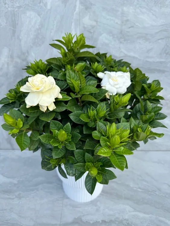 带花苞小叶四季栀子花盆栽花卉绿植室内室外净化空气