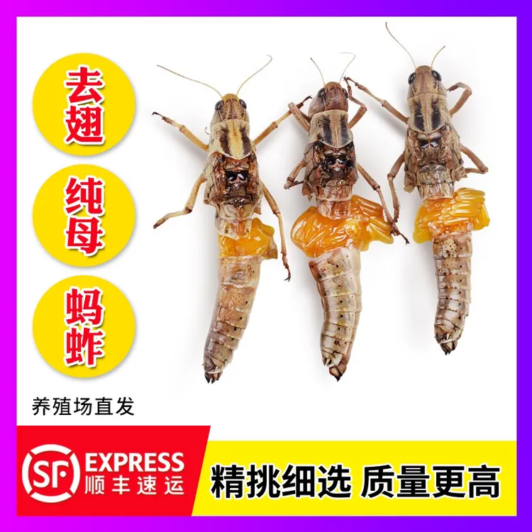新鲜纯母蚂蚱去翅带籽东亚飞蝗食用昆虫冷冻蚱蜢美食