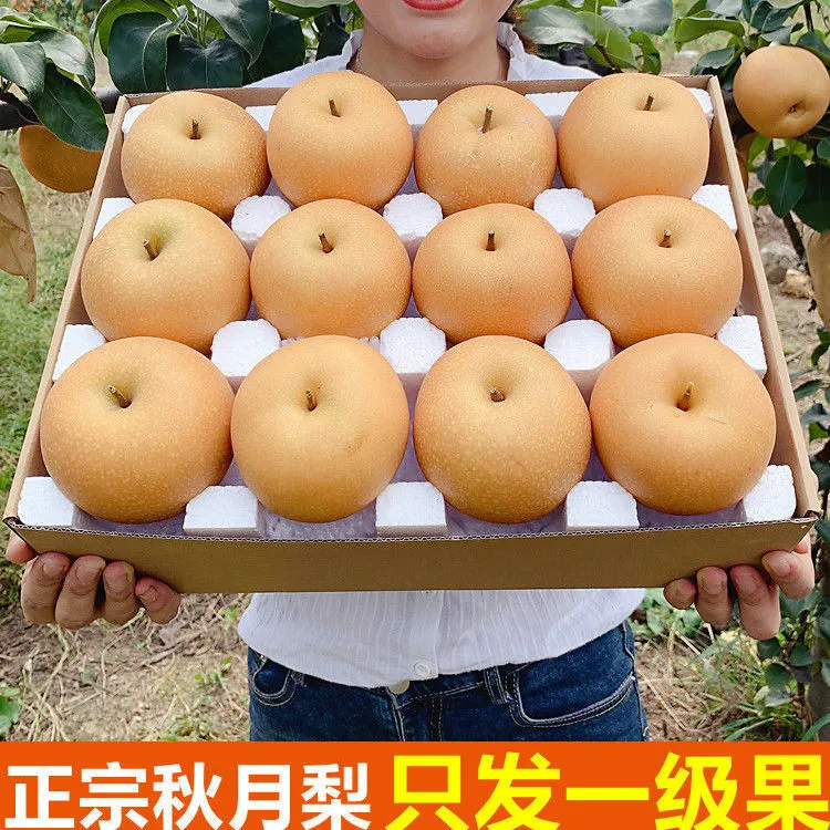 正宗山东莱阳冰糖秋月梨原产地无渣脆甜5斤4.6斤手提中秋节礼盒
