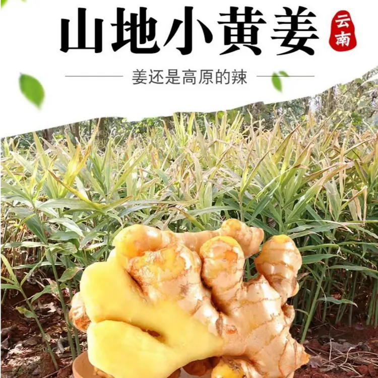 甜果篮云南小黄姜生姜老姜新鲜生姜现挖正宗老姜无硫磺无加工好姜