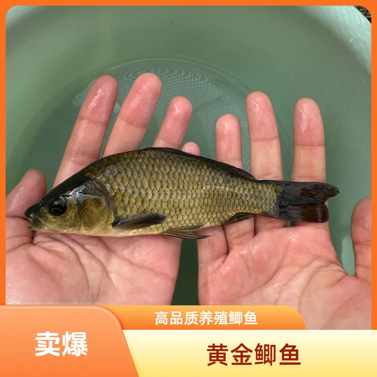 黄金鲫鱼冷水鱼观赏鱼广东惠州包邮