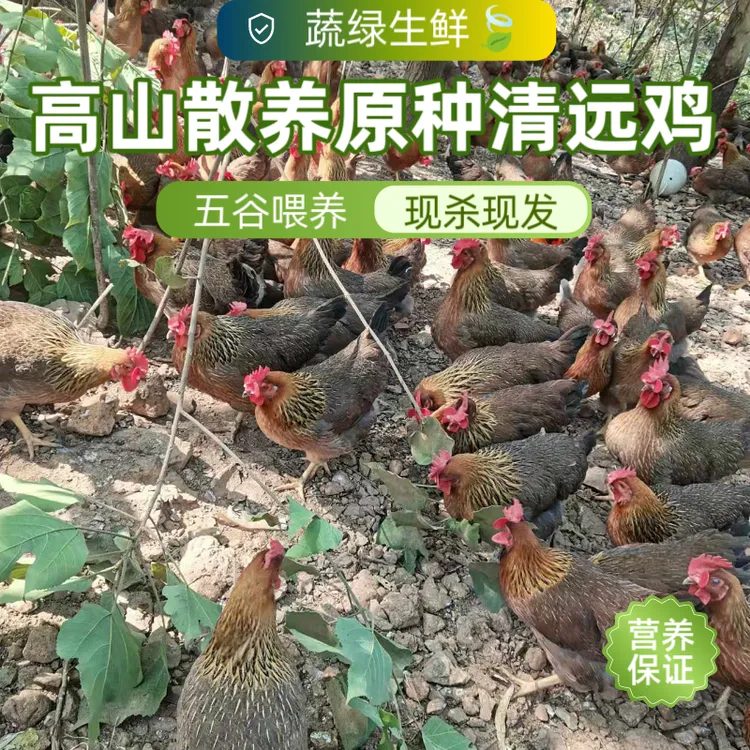 五谷散养清远大肉鸡净重约3.5斤新鲜营养土鸡高山原生态养殖麻鸡