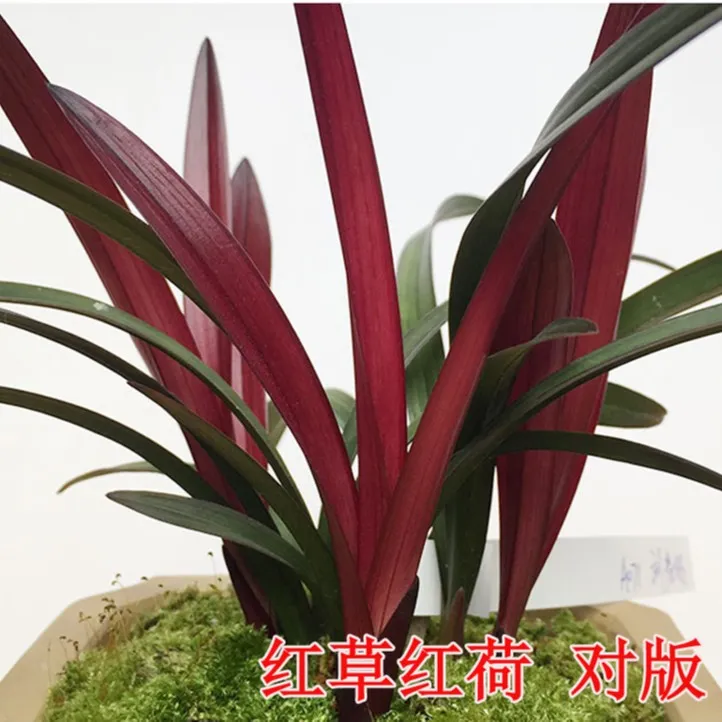 建兰经典网红草红荷四季兰先明艺草绿植盆栽园艺好养裸根发货包邮