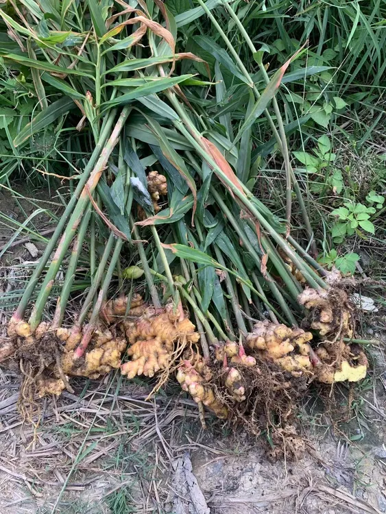 云南小黄姜