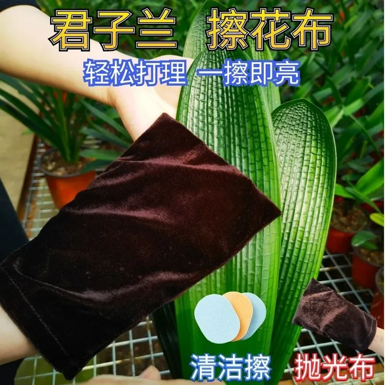 君子兰擦花布兰花兰苑专用叶片清洁布抛光布清洁擦叶面整理包邮