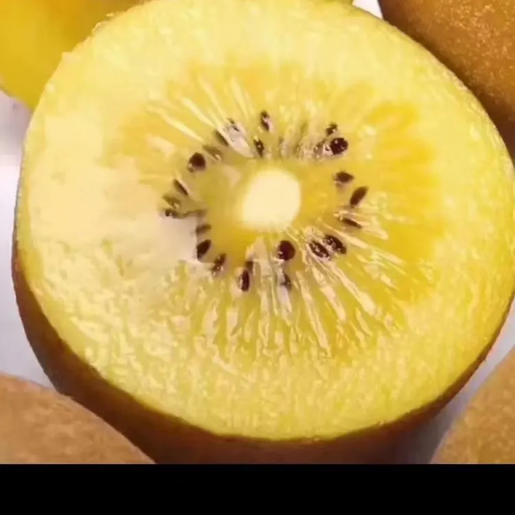 黔沛金奇异果15个装中果净重2.5斤（单果80-100克）顺丰包邮