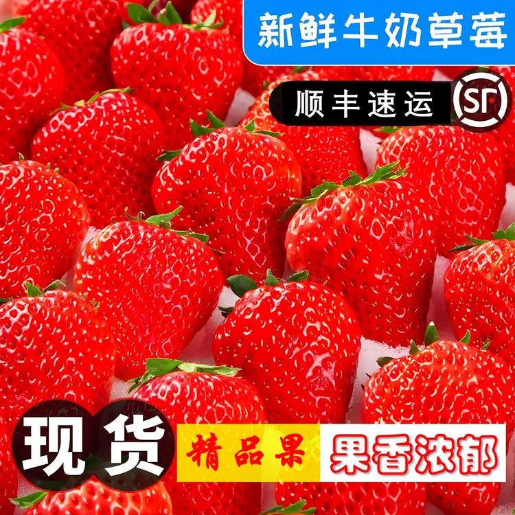【顺丰快运】露天种植大凉山牛奶草莓新鲜现摘现发应季水果孕妇水果